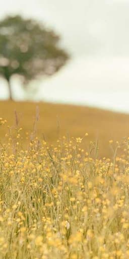 Stracke and Sons logo